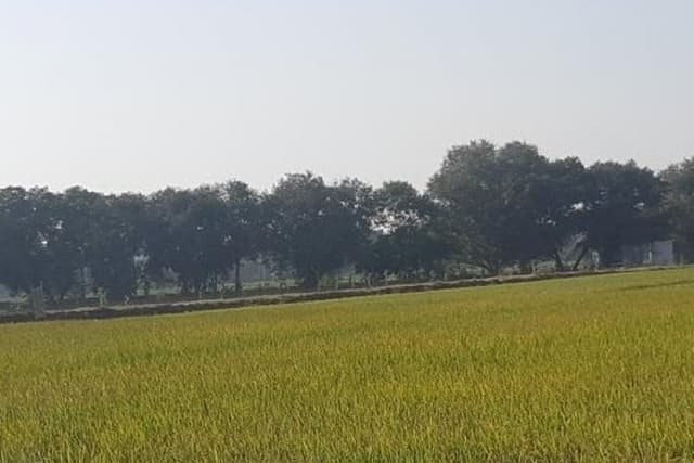 Grow Indigo and String Bio Join hands to bring "CleanRise®" a biological solution for resilient rice cultivation