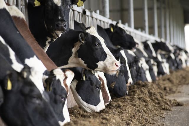 AI Predicts Feed Additive Impact on Methane Emissions in Dairy Cows
