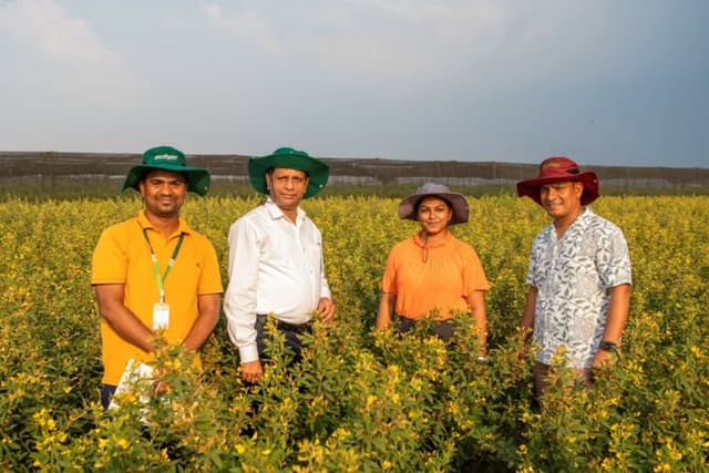 ICRISAT Scientists Develop Short-Duration Pigeonpea That Tolerates 45°C Heat