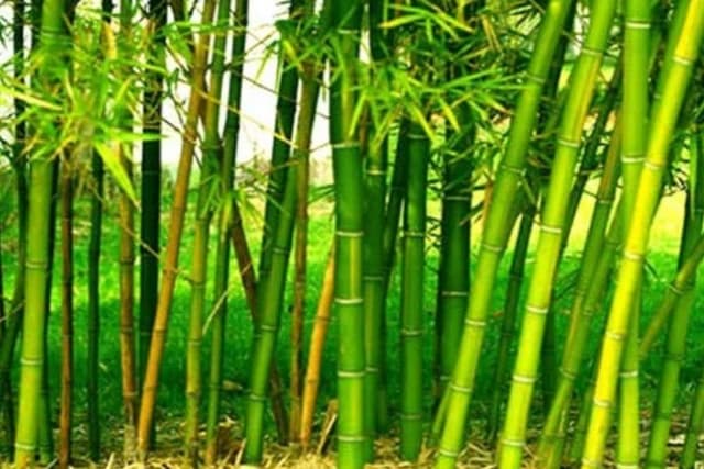 IIT Guwahati Converts Local Bamboo into High performance Automotive Materials