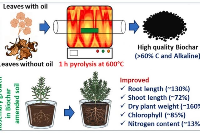 Geranium leaves to rejuvenate soil-University of Hyderabad Study 
