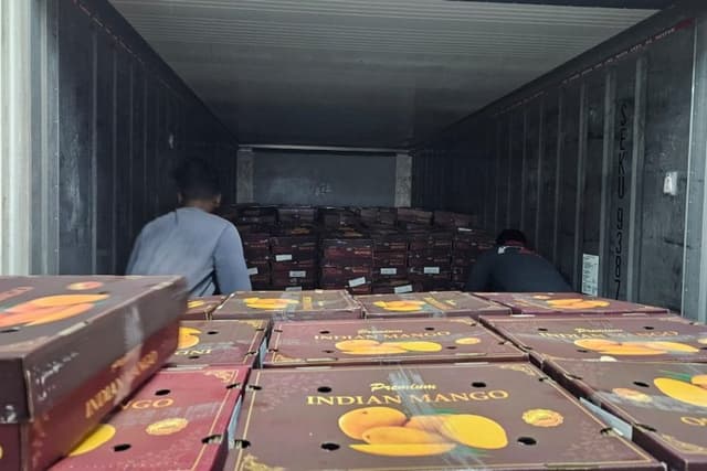 ICAR-APEDA Sea Shipment Protocol Slashes Mango Export Costs, Opens New Global Markets