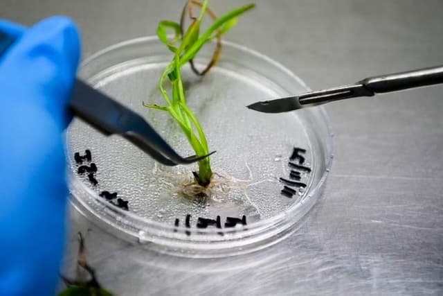 ICRISAT Secures Gene Editing Licence to Develop Climate-Resilient Crops for Smallholder Farmers