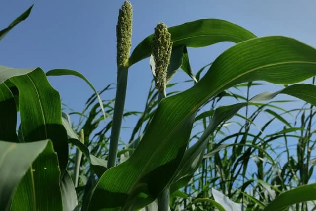 From Jowar to Smart Farming: Know How Google is Expanding AI in Agriculture