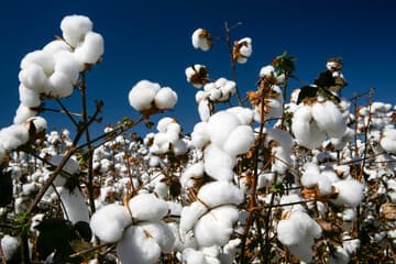 Cotton