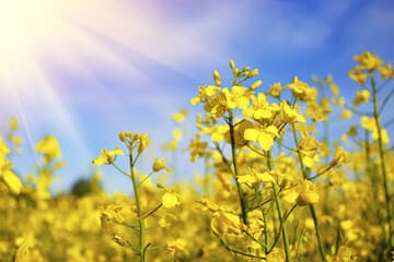 Mustard