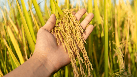 धान