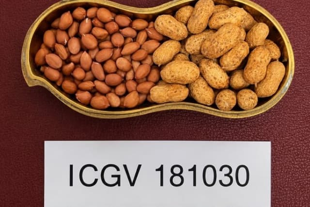 New High-Oleic Groundnut Varieties Identified to Improve Farmer Returns and Support India's Edible Oil Goals