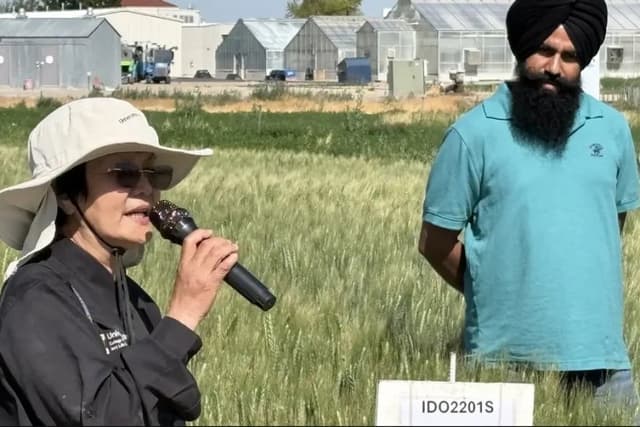 Scientists Identify Wheat Gene Mutation That Could Boost Yields by Up to 10%