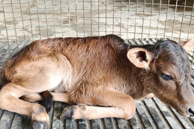 First Badri Calf Born Through OPU-IVF Technology, Boosting Conservation of Uttarakhand’s Indigenous Breed